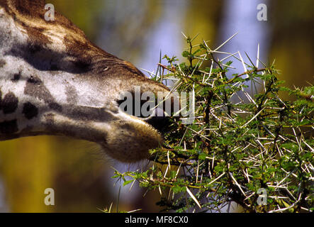 Giraffe eating acacia leaves, Lake Manyara National Park, Tanzania, using tongue to avoid sharp thorns. Stock Photo