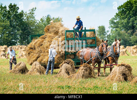 Amish men harvesting oat sheaves. Two horses are pulling a wagon. Holmes County, Ohio on an idyllic summer afternoon. Stock Photo