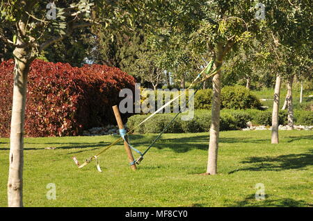 Tree supported by a pole. Photographed at Ramat Hanadiv gardens near Zichron Ya'acov, Mount Carmel, Israel Stock Photo