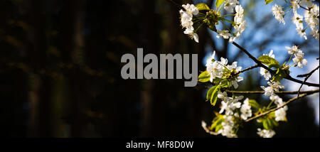 Close-up flowering branches of apple trees in the forest Stock Photo