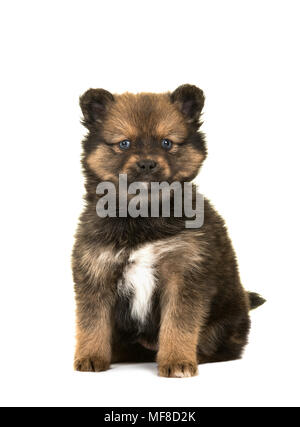 Cute sitting pomsky a mix between husky and a pomeranian puppy dog isolated on a white background Stock Photo