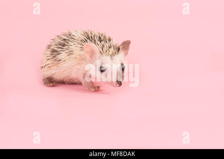 Cute walking African Pygmy Hedgehog on a pink background Stock Photo