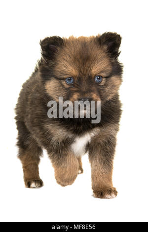 Pomsky puppy, mix husky and pomeranian, with blue eyes walking towards the camera isolated on a white background Stock Photo