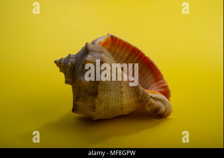 Brown sea shell on a yellow background. Stock Photo