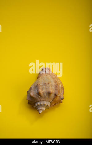 Brown sea shell on a yellow background. Stock Photo