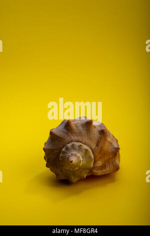 Brown sea shell on a yellow background. Stock Photo