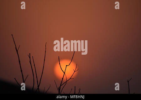the sun behind the dry branches Stock Photo