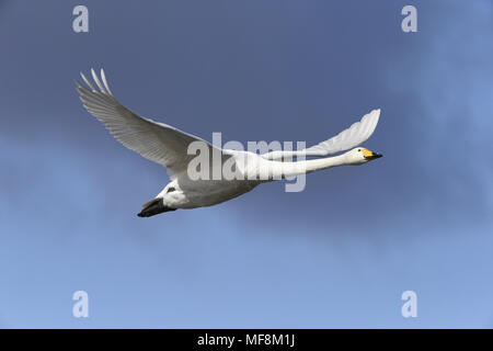 Whooper Swan - Cygnus cygnus Stock Photo