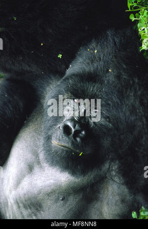 Rugabo, dominant silverback mountain gorilla. Virunga National Park, DRC.  Rugabo was killed by poachers in 1994. Stock Photo