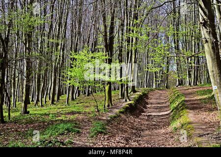 Forest trail in the Bakony hills Stock Photo