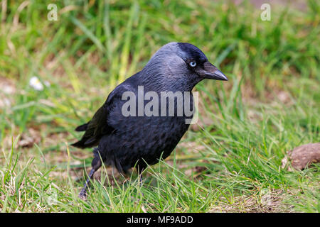 A close up portrait of Eurasian jackdaw (Corvus Monedula) on the edge of the Avon Gorge in Bristol (UK) Stock Photo