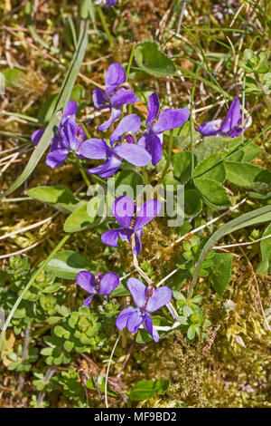 Hairy Violets  (Viola hirta) Stock Photo