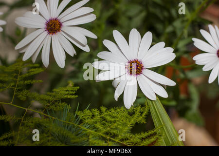 Closeup of White Cape daisy (Osteospermum) with purple center Stock Photo