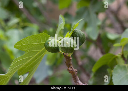 Figs on the branch of a fig tree Stock Photo