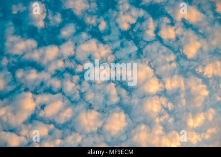 Fluffy golden cumulus clouds in deep blue sky at sunset. Cloudscape. Natural abstract background. Stock Photo