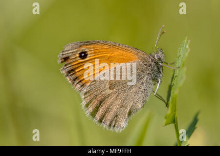 Small heath (Coenonympha pamphilus) butterfly resting on vegetation Stock Photo