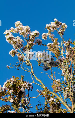 Upright growing Japanese cherry blossom, Prunus 'Amanogawa',dsiplays pink and white blossom against a blue spring sky Stock Photo
