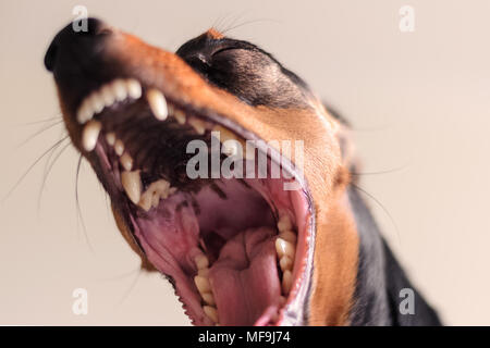 dog dwarf pinscher with open jaws. Shows teeth, angry dog Stock Photo