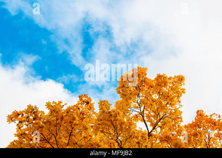 Red maple leaves against the sky, golden autumn. frame of leaves Stock Photo