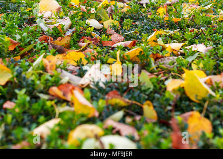 texture of grass and leaves. Autumn leaves on a background of green grass closeu Stock Photo