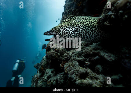 Giant laced moray eel, Gymnothorax favagineus, also known as the leopard moray, tessellate moray or honeycomb moray emerges from coral reef as scuba diver swim past Stock Photo