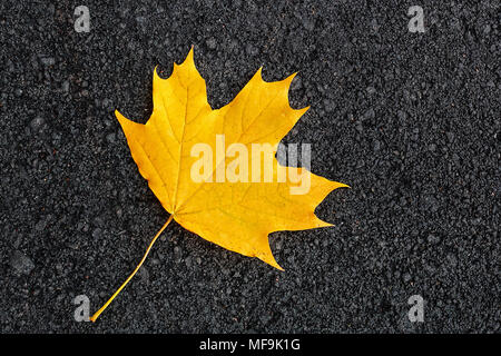 fallen maple leaf in autumn on the asphalt. Maple leaf on a dark background. The concept of loneliness Stock Photo