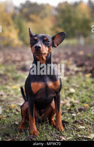 dwarf pinscher in nature. The dog sits on the grass and looks away Stock Photo