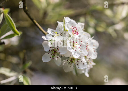 Pyrus Salicfolia pendula flowering in a spring garden, England, UK Stock Photo