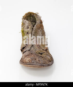 Lost Old Shoe Covered in Moss Stock Photo