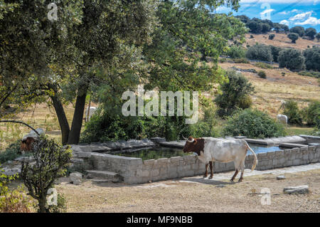 stone trough and cow in a pasture in Alpedrete, province of Madrid. Spain. Stock Photo