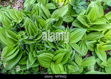 Veratrum nigrum, Fresh new leaves Black false hellebore Stock Photo