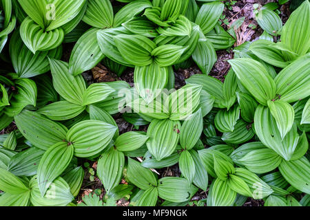 Veratrum nigrum, Fresh new leaves Black false hellebore Stock Photo