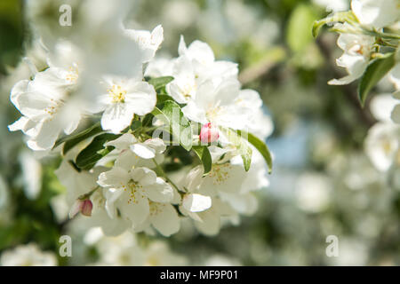 A detail picture of fresh white spring tree blooms. The spring is showing its magic Stock Photo