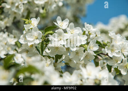 A detail picture of fresh white spring tree blooms. The spring is showing its magic Stock Photo