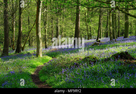 A winding path through the bluebell woods near Brocket Park Stock Photo