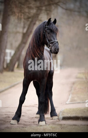 Black stallion. Sports black horse. Thoroughbred horse. Beautiful horse. Stock Photo
