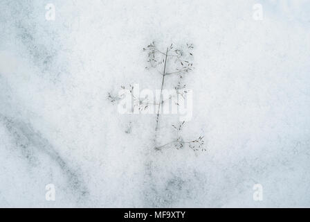 background - dry spikelet of bluegrass, frozen in snow Stock Photo