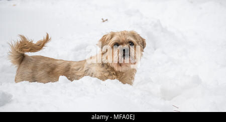 shih tzu in snow Stock Photo