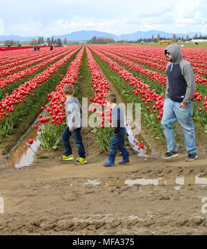 A dad with his two boys at the Skagit Valley tulip festival in Mount Vernon, Washington.  Rows of tulips are behind the young boys while there is wate Stock Photo