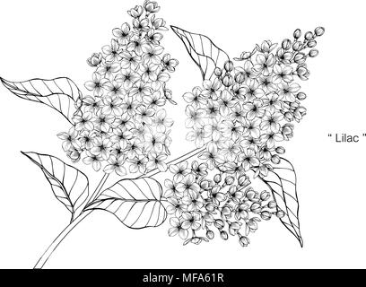 Lilac flower drawing illustration. Black and white with line art on white backgrounds. Stock Vector