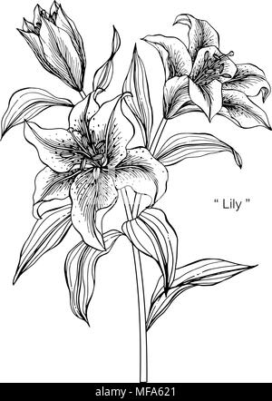Lily flower sketch, hand engraving. Contour drawing botanical element,  flowering plant. Garden beautiful flower with blossoming petals, vector  illustr Stock Vector Image & Art - Alamy