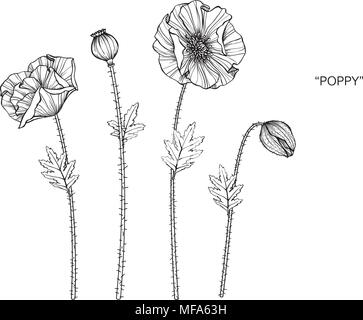 Poppy flower drawing illustration. Black and white with line art on white backgrounds. Stock Vector