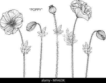 Poppy flower drawing illustration. Black and white with line art on white backgrounds. Stock Vector