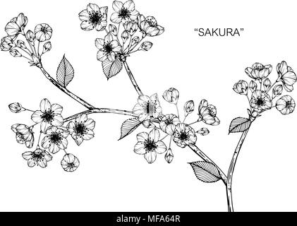 Sakura flower drawing illustration. Black and white with line art on white backgrounds. Stock Vector