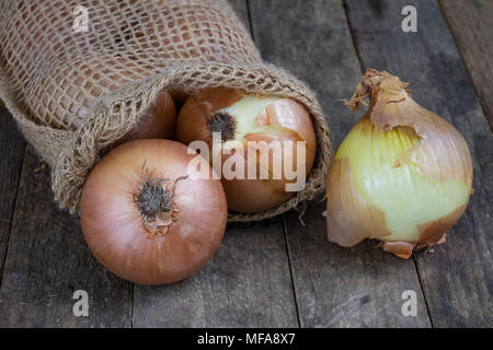 Tasty ripe onion in a jute sack. Vegetables hollowed out in the garden on an old wooden table. Dark background. Stock Photo