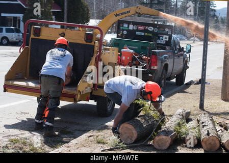 Workers feeding logs into shredder or chipper making wood chips for mulch gardens Stock Photo