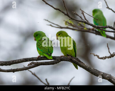 A pair of Green-rumped Parrotlet (Forpus passerinus) perched on branches. Colombia, South America. Stock Photo