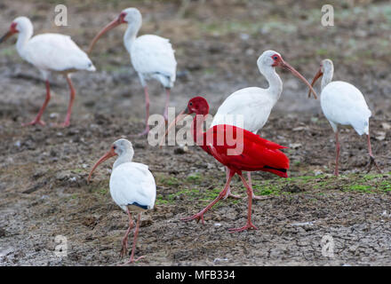 A Scarlet Ibis (Eudocimus ruber), mixed in a flock with White Ibis, foraging by a lake. Colombia, South America. Stock Photo