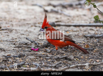 A male Vermilion Cardinal (Cardinalis phoeniceus) foraging. Los Flamencos Sanctuary. Colombia, South America. Stock Photo