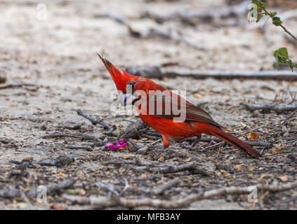 A male Vermilion Cardinal (Cardinalis phoeniceus) foraging. Los Flamencos Sanctuary. Colombia, South America. Stock Photo